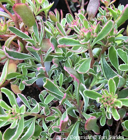 Sedum spurium 'Tricolor', kaukasianmaksaruoho